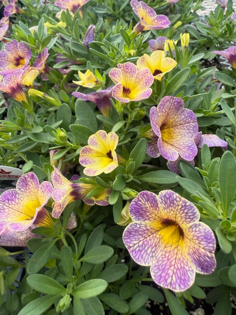 Calibrachoa Calibrachoa