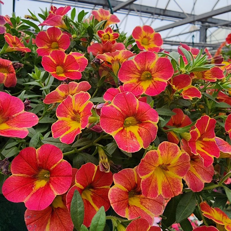 Calibrachoa 