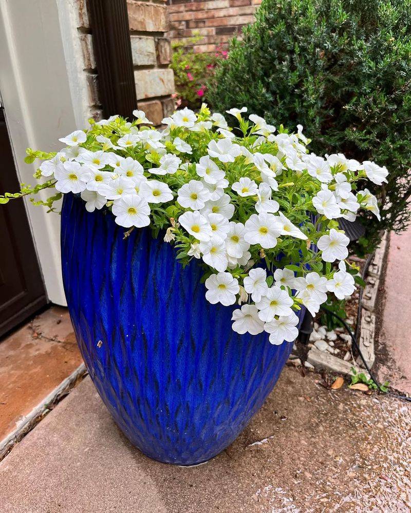 Calibrachoa