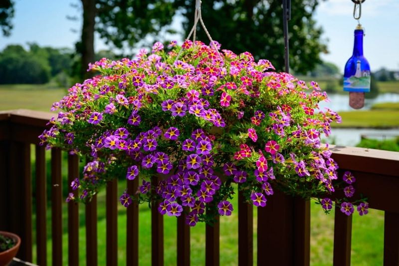 Calibrachoa Adds Quick Color And Spill Calibrachoa Adds Quick Color And Spill