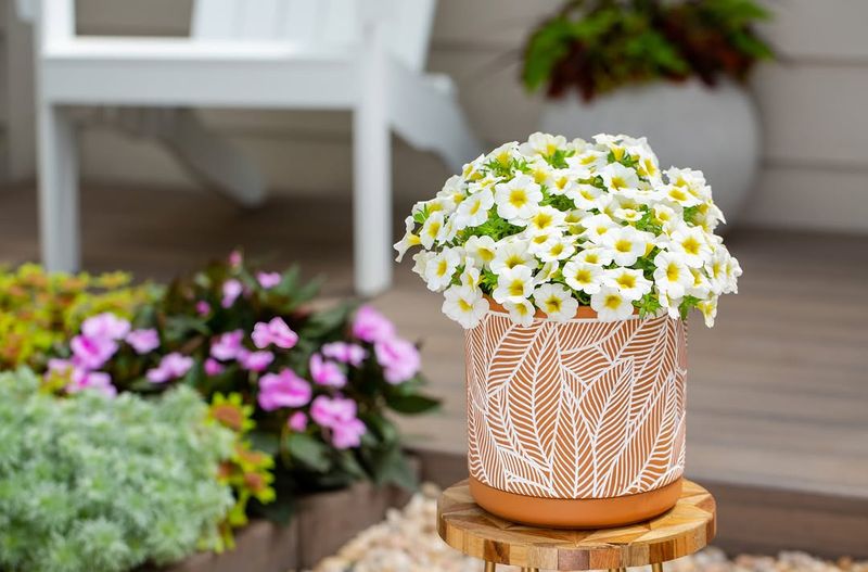 Calibrachoa Creates Nonstop Color In Sunny Containers