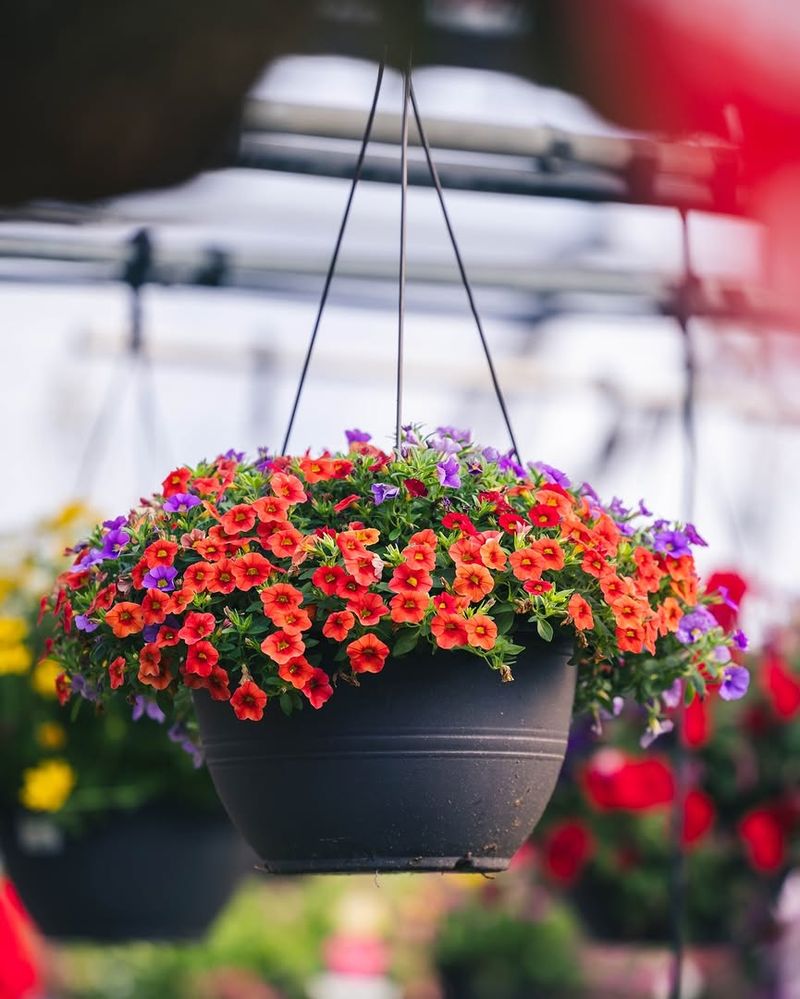 Calibrachoa Gives Hanging Baskets Nonstop Color