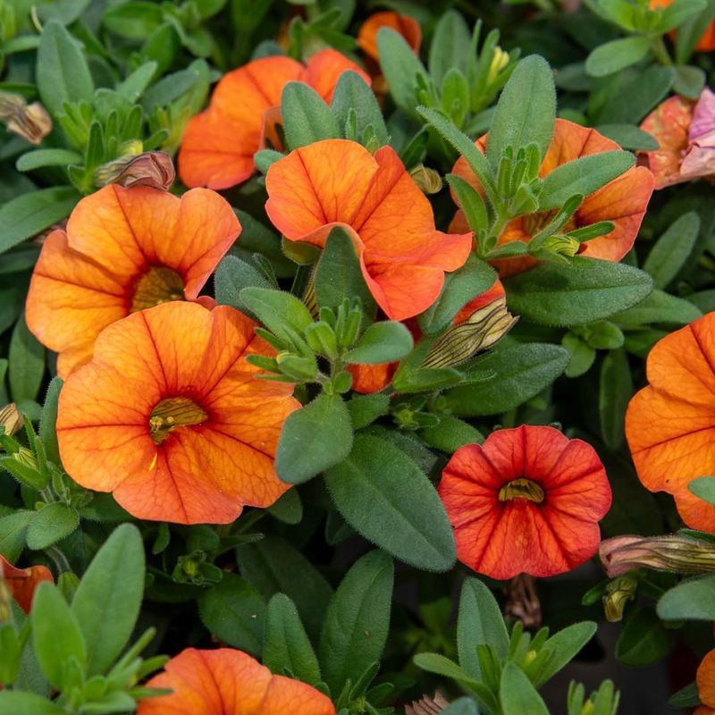 Calibrachoa (Million Bells)