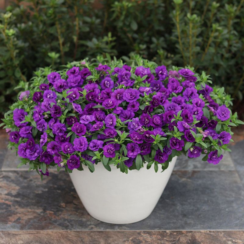 Calibrachoa Quickly Fills Containers Before Summer Begins