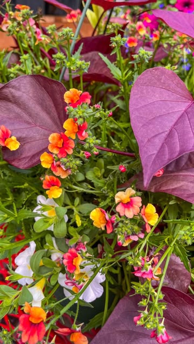 Calibrachoa + Sweet Potato Vine Calibrachoa + Sweet Potato Vine