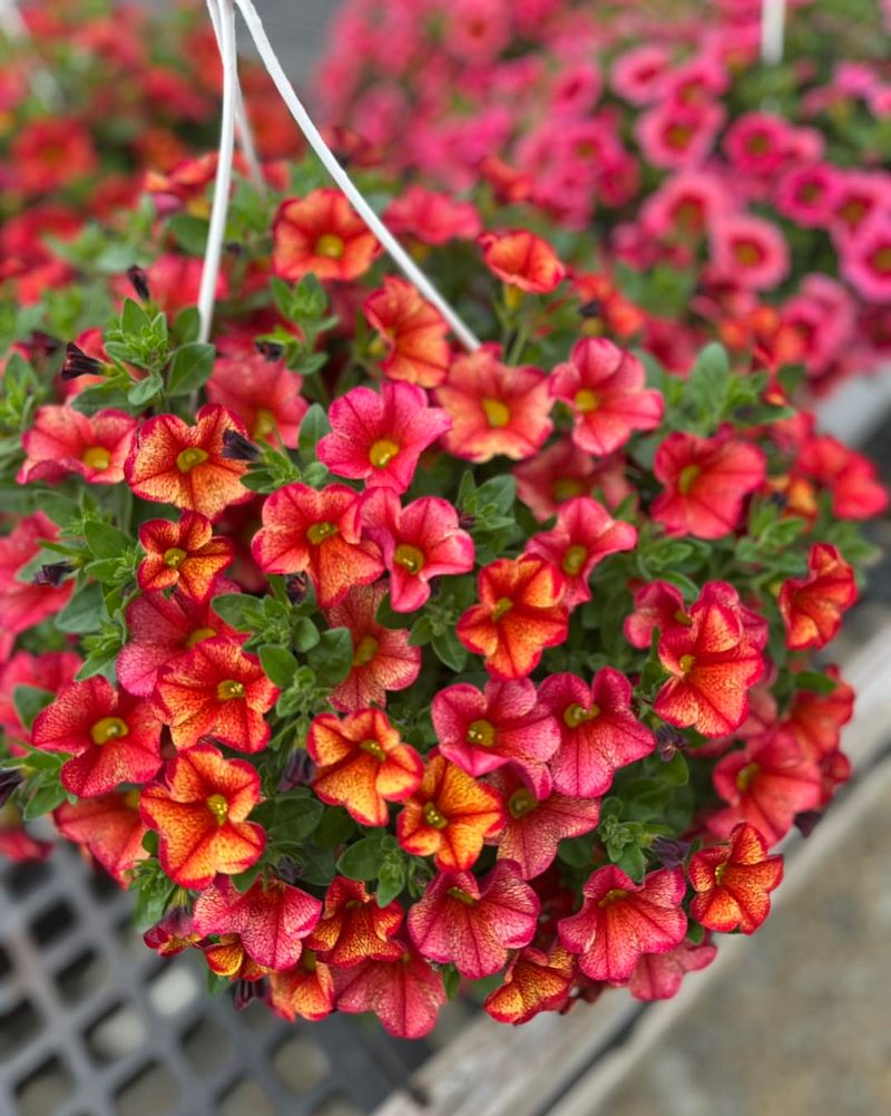 Calibrachoa