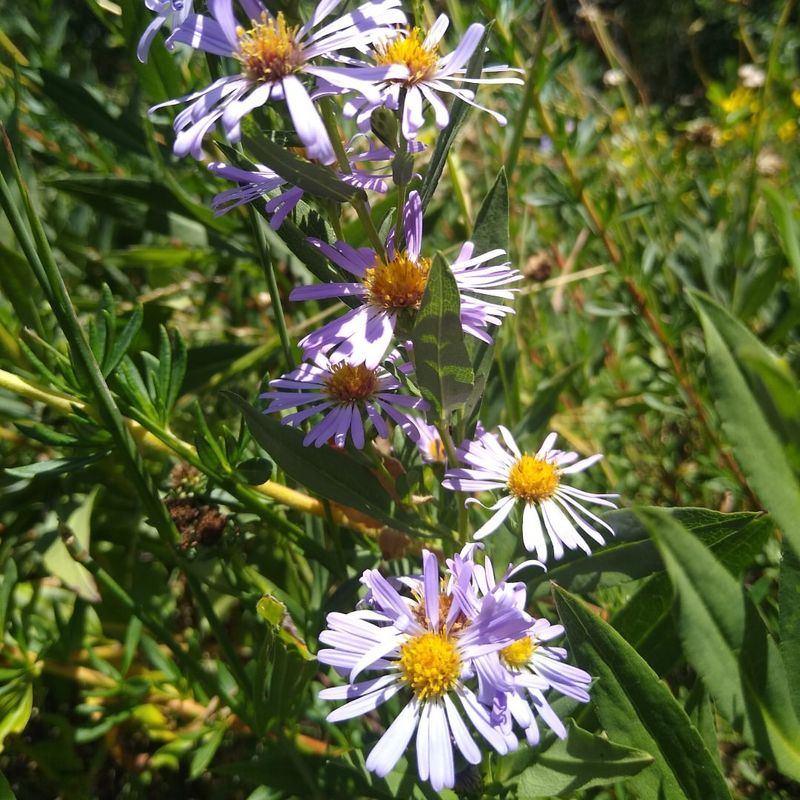 California Aster