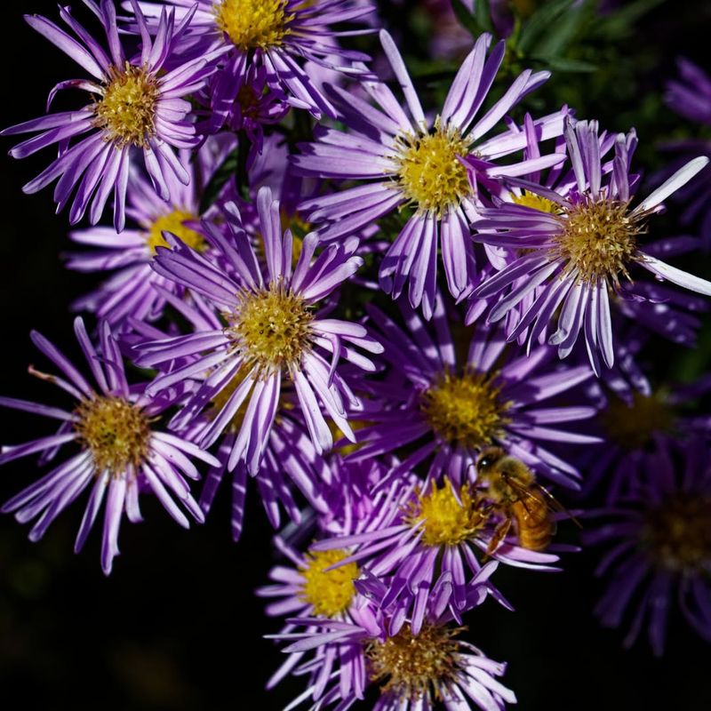 California Aster