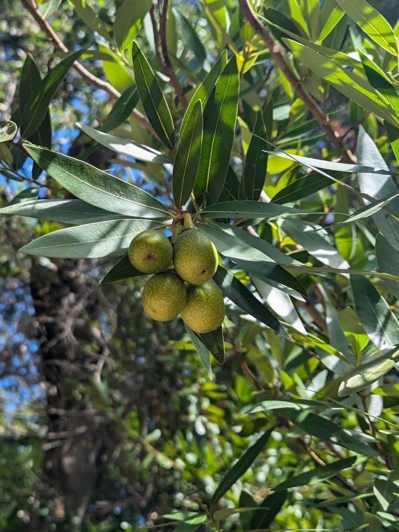 California Bay Laurel California Bay Laurel