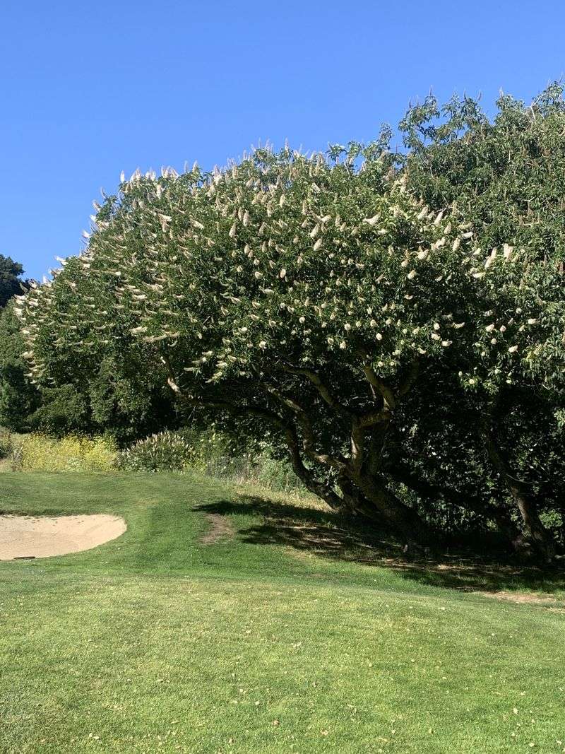 California Buckeye