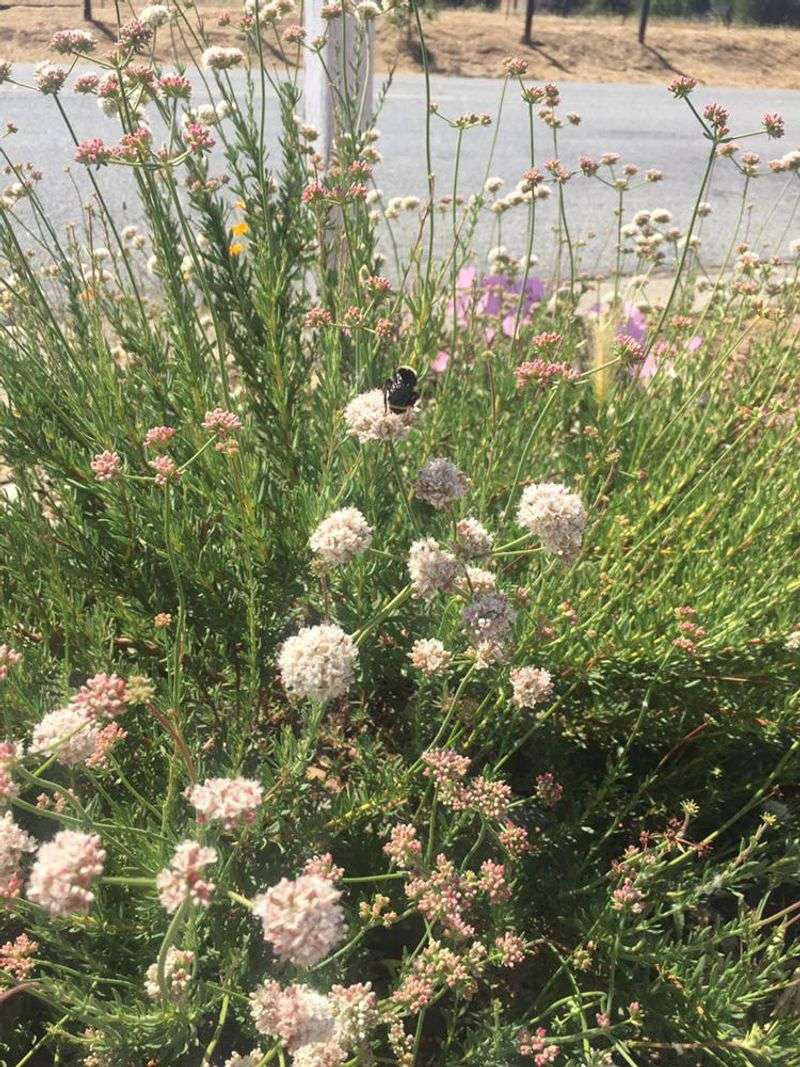 California Buckwheat
