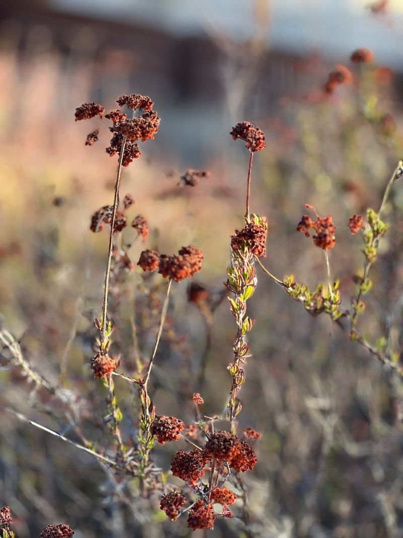 California Buckwheat California Buckwheat