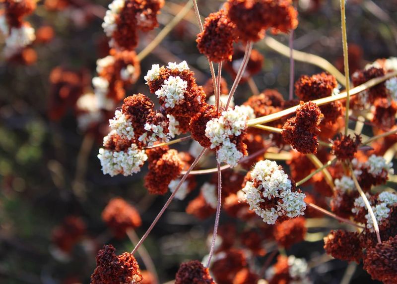 California Buckwheat
