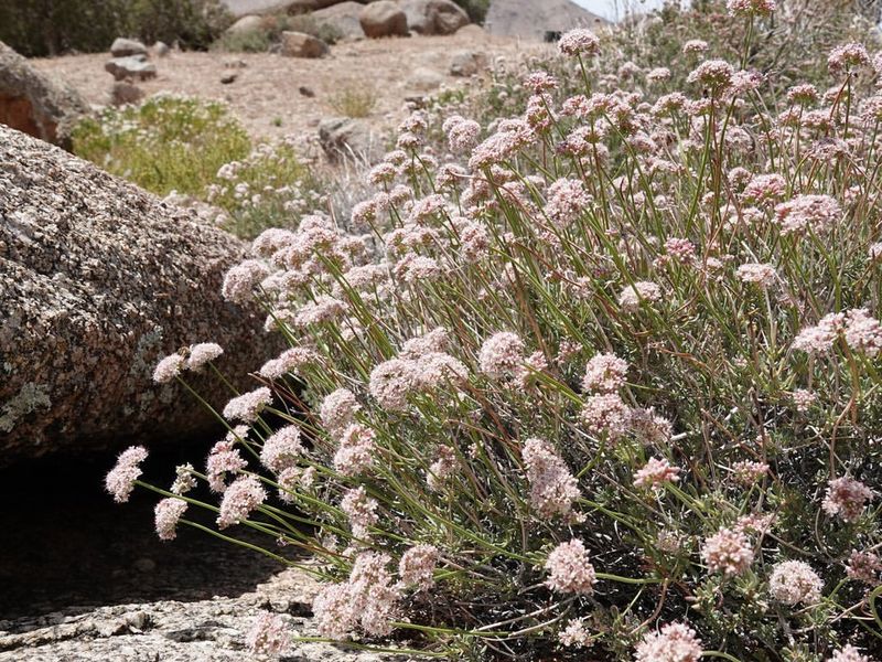 California Buckwheat