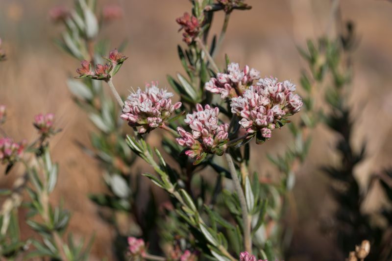 California Buckwheat California Buckwheat
