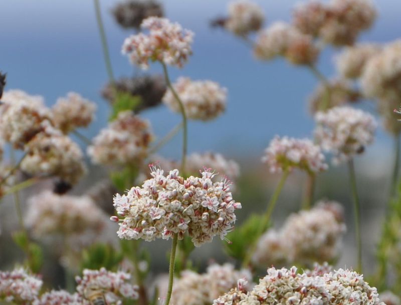 California Buckwheat Keeps Pollinators Busy California Buckwheat Keeps Pollinators Busy