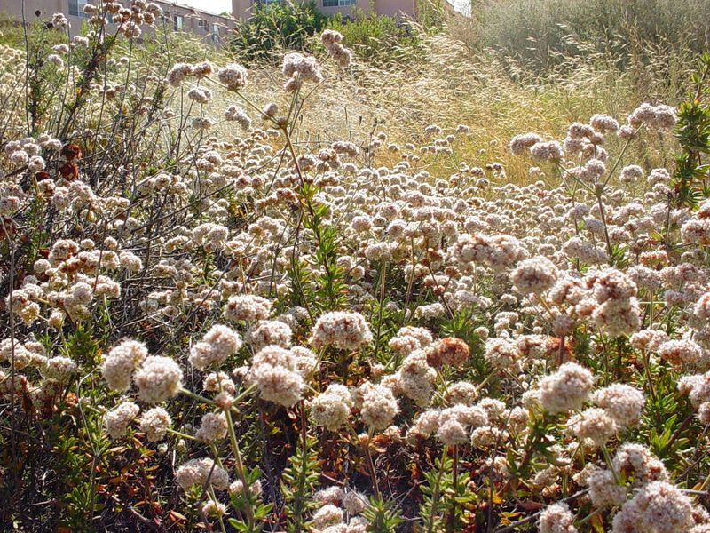 California Buckwheat Shades Weeds In Sunny Beds