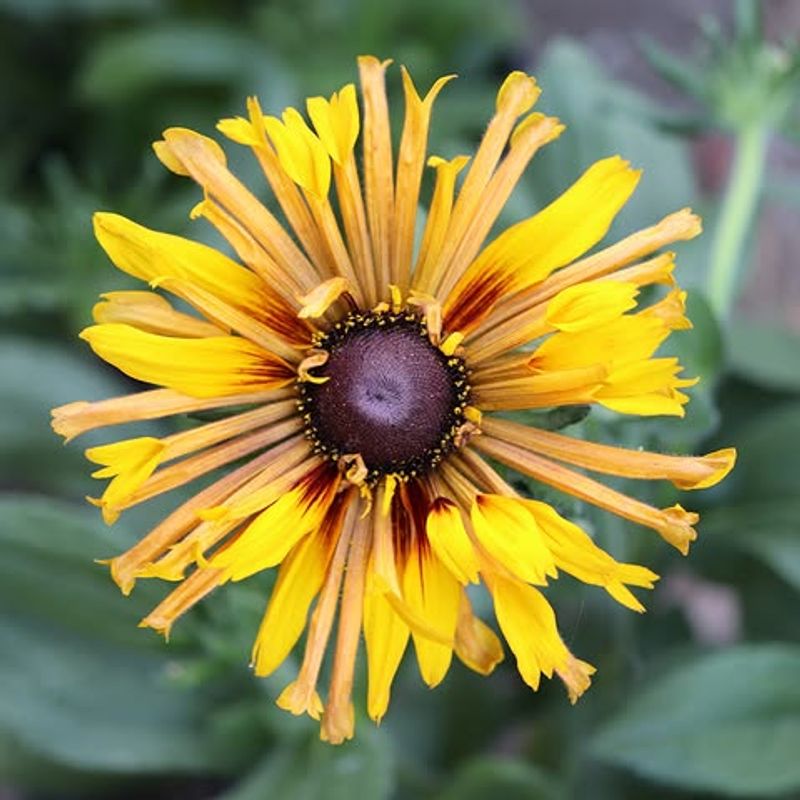 California Bush Sunflower