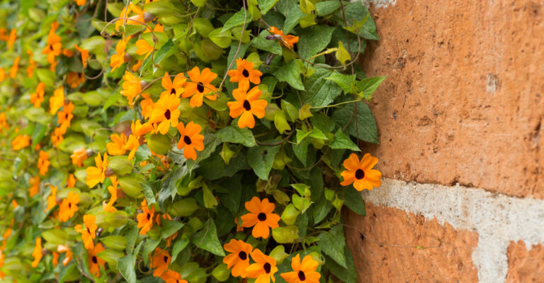 California Climbing Plants That Cover Fences Fast Without Damaging Foundations