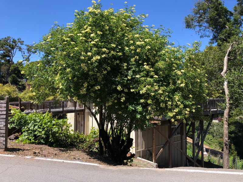 California Elderberry