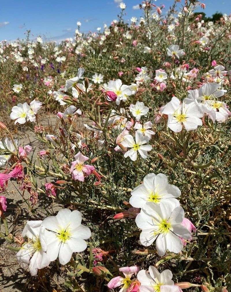California Evening Primrose