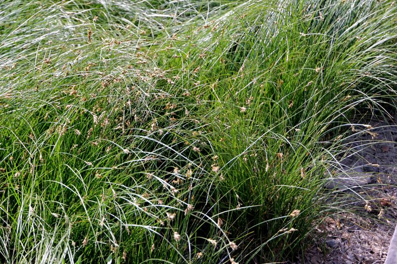 California Field Sedge