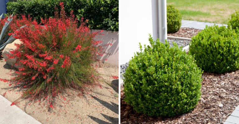 California Firewise Front Yard Ideas That Feel Soft And Welcoming
