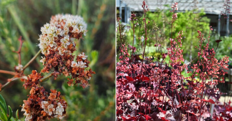 California Front Yard Plants That Look Intentional Even When You Don’t Touch Them