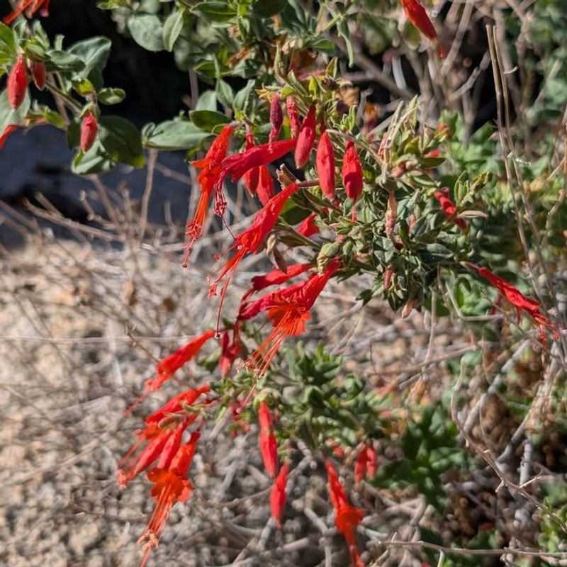 California Fuchsia