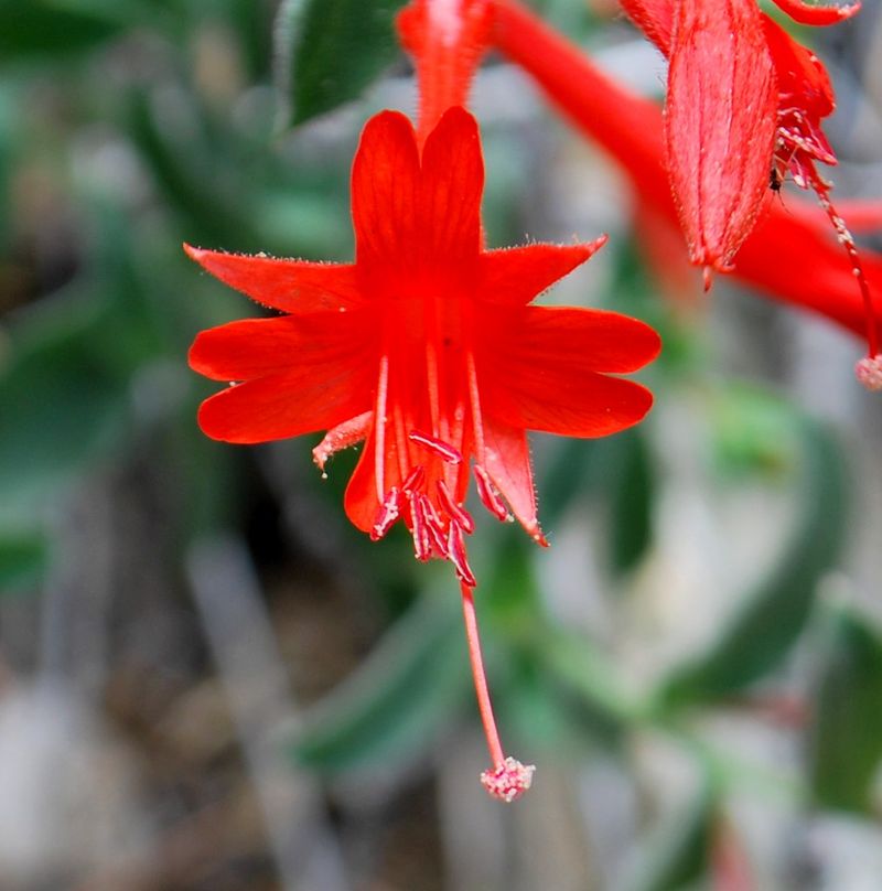 California Fuchsia California Fuchsia