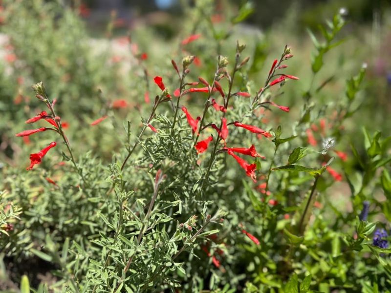 California Fuchsia Brings Color Without A Thirsty Lawn