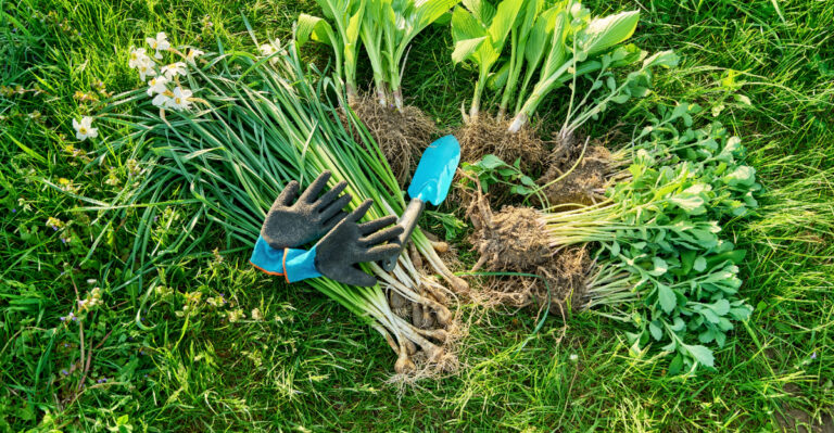 California Gardeners Should Divide These Perennials Before Summer Heat Sets In