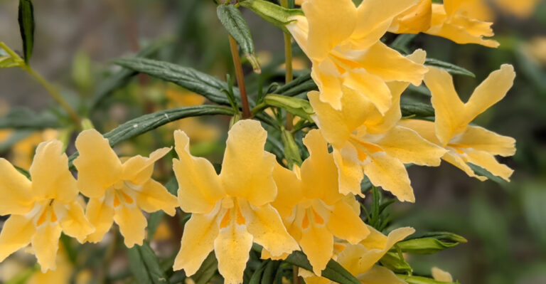 California Gardeners Should Plant These Shrubs Before June