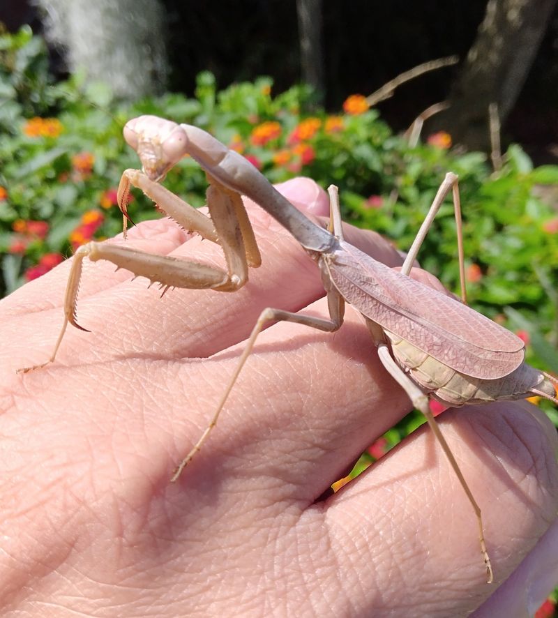 California Gardens May See Native And Non-Native Mantises