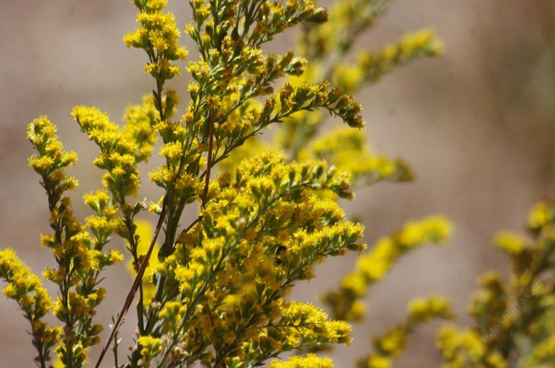 California Goldenrod
