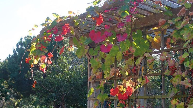 California Grape Creates Fast Privacy