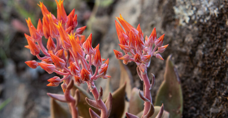 California Groundcovers That Choke Out Weeds On Slopes And Hills