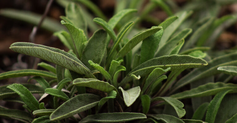 California Groundcovers That Smother Weeds And Look Better Than Mulch