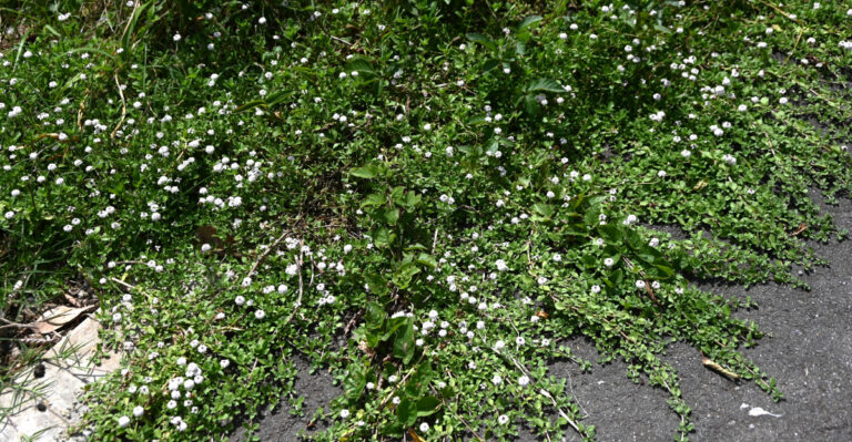 California Groundcovers That Spread Fast Enough To Cover A Bare Slope Before Fire Season