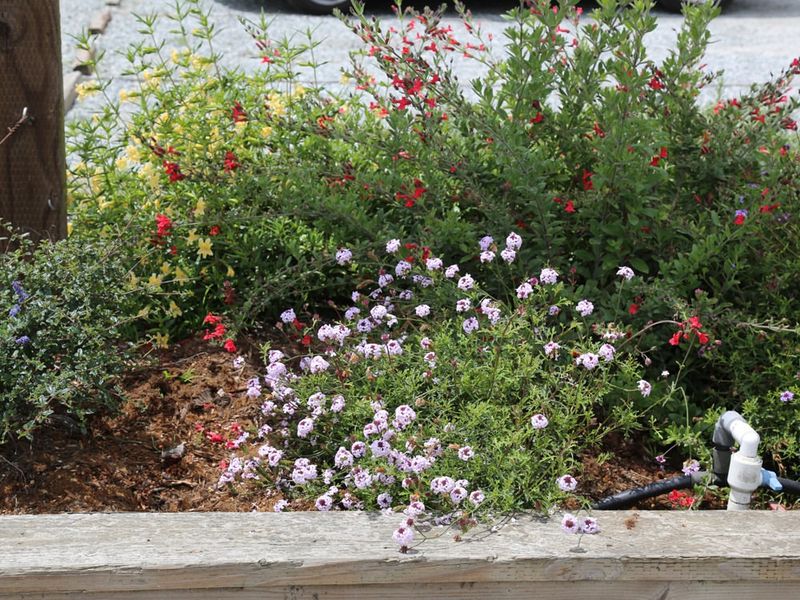 California Heat Calls For Tougher Plants California Heat Calls For Tougher Plants