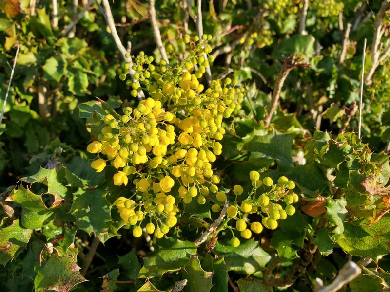 California Holly Grape California Holly Grape