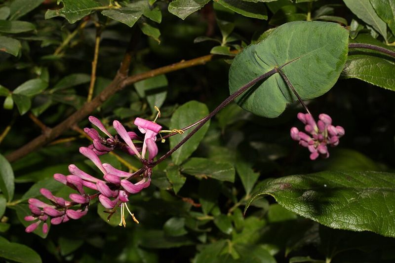 California Honeysuckle Adds Native Privacy