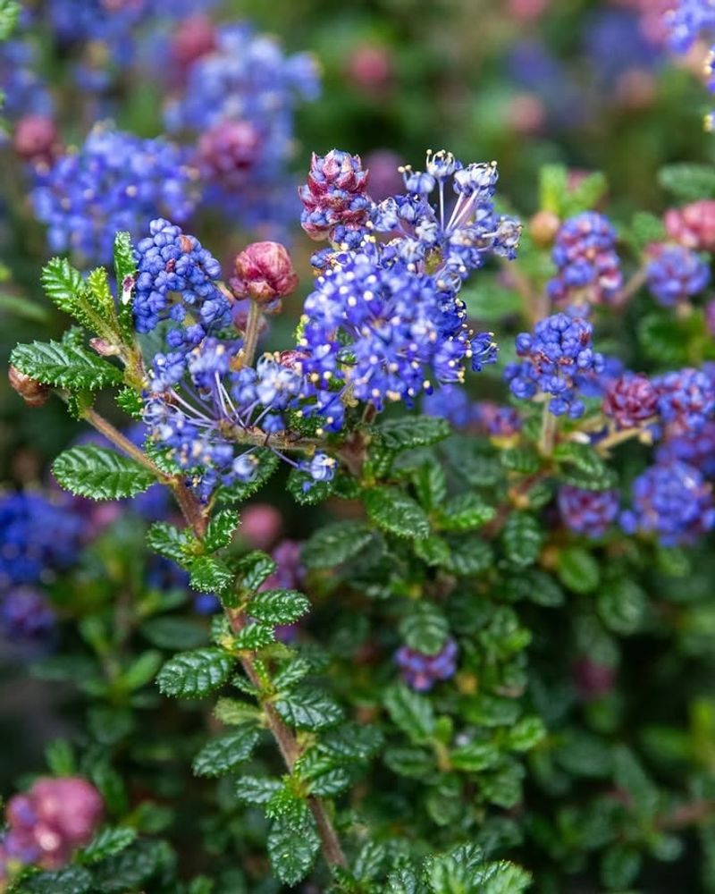 California Lilac