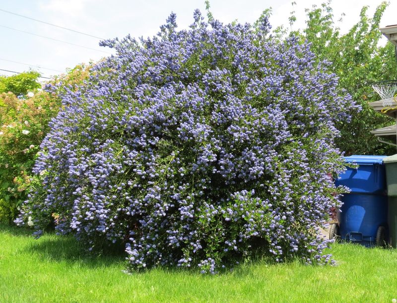 California Lilac Thrives In Oregon's Summer-Dry Gardens
