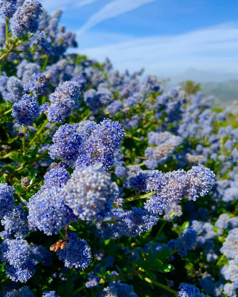 California Lilac