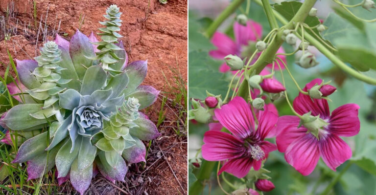 California Native Plants That Look Exotic But Are Nearly Impossible To Ruin