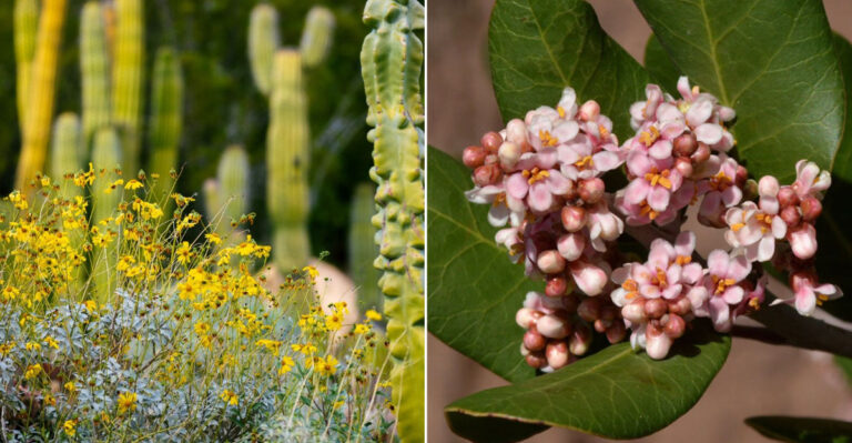California Native Shrubs To Plant Instead Of Bougainvillea This Season
