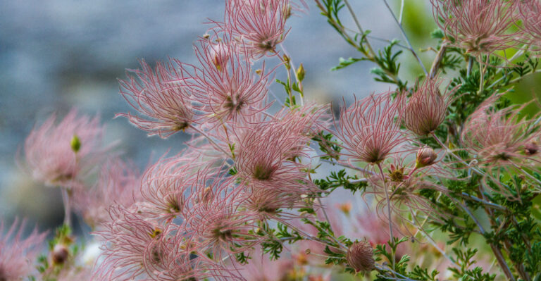 California Native Shrubs To Plant Instead Of Rosemary This Season