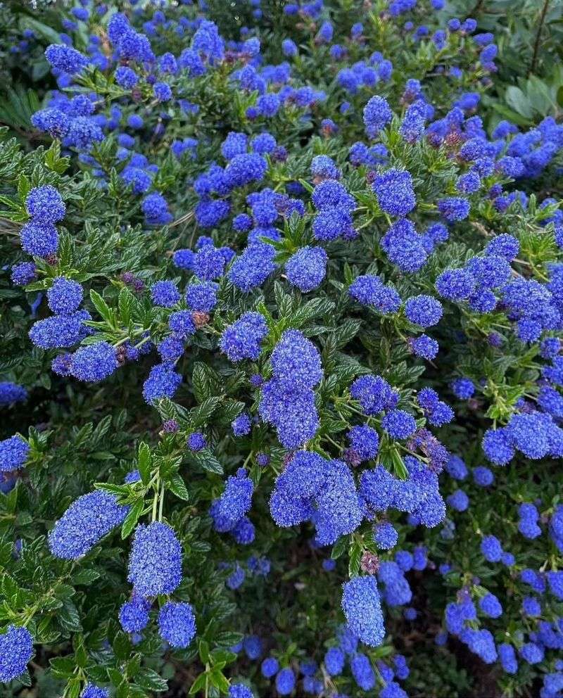 California Native Shrubs