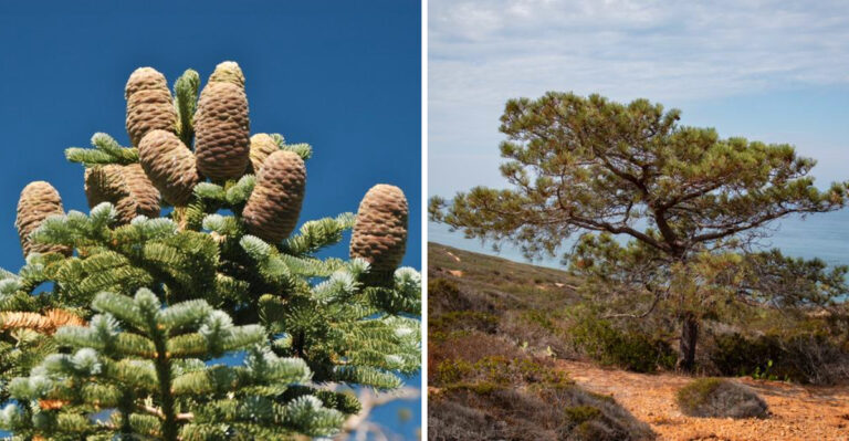 California Native Trees You’ll Almost Never Find At A Nursery